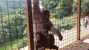 Monkey